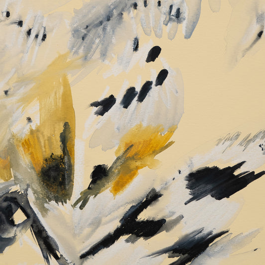 Haploa sp. on sand, 2023