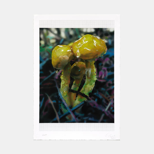 Mushroom Study (Suillus Americanus), 2021