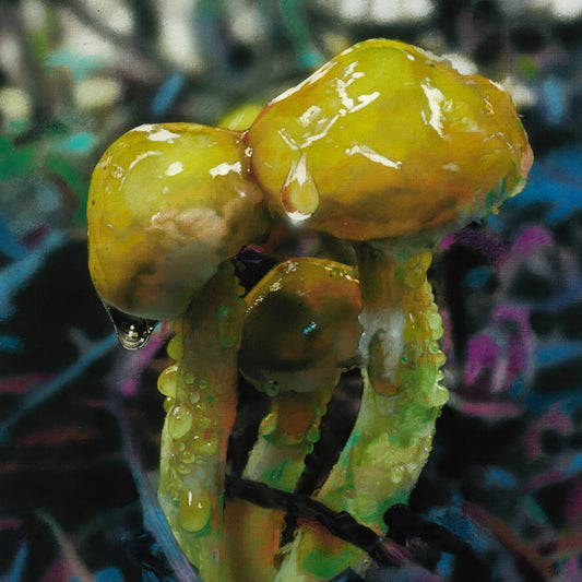 Mushroom Study (Suillus Americanus), 2021